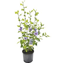 Hibiskus im Topf mit blauen Blüten