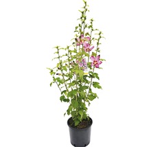 Hibiskus im Topf mit Blüte