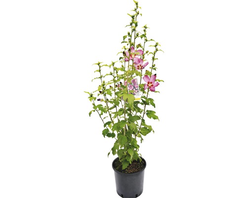 Hibiskus im Topf mit Blüte