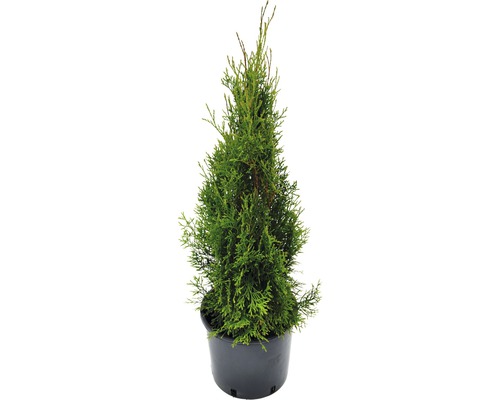 Heckenpflanze FloraSelf Smaragd-Thuje Lebensbaum H 80-90 cm im 4 Liter Topf ab 25 Stück auf Palette