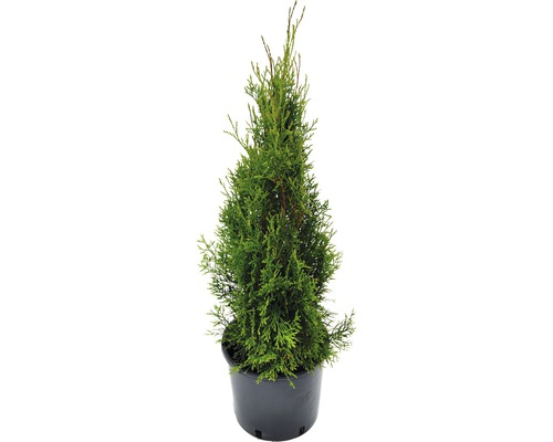 Heckenpflanze FloraSelf Smaragd-Thuje Lebensbaum H 80-90 cm im 4 Liter Topf