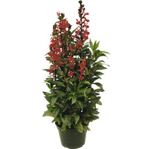 Aufrechte Lobelie in einem Topf mit roten Blüten.