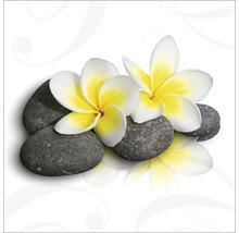 Frangipani Blüten auf Steinen
