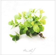 Bund Minze, eine aromatische Pflanze