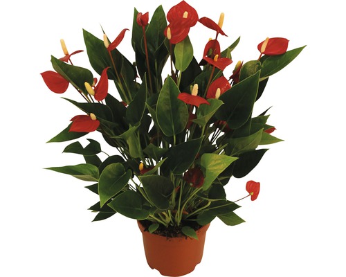 Anthurie Pflanze mit roten Blüten in einem Topf