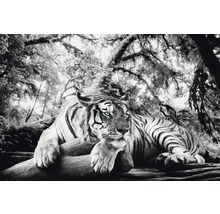 Schwarzweiß-Fotografie eines Tigers im Wald