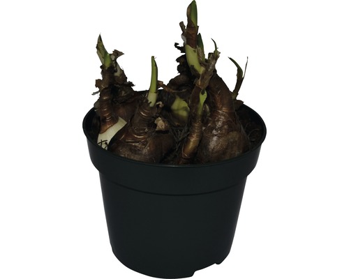 Amaryllis Zwiebeln in einem Topf