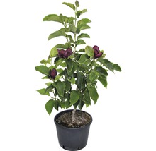 Magnolie, Tulpfenmagnolie Magnolia Hybride 'Genie' H 60-80 cm Co 7,5 L