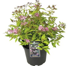 Spiraea japonica Shirobana im Topf