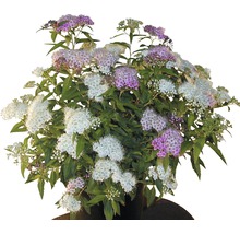 Spierstrauch mit Blättern und Blüten