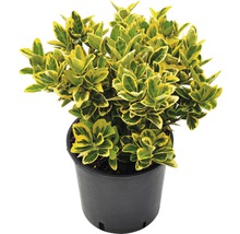 Im Topf befindlicher Spindelstrauch mit Blättern