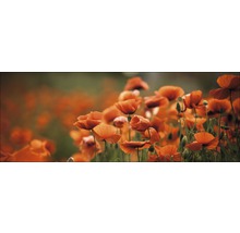 Mohnblumenfeld im Garten