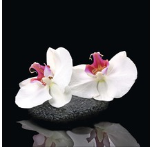 Zwei weiße Orchideenblüten auf einem Stein