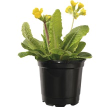 Schlüsselblume in einem Topf