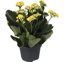 Kalanchoe Pflanze mit gelben Blüten im Topf