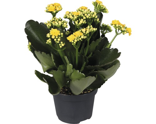 Kalanchoe Pflanze mit gelben Blüten im Topf