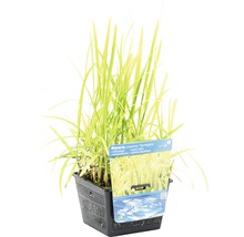 Wasserschwaden FloraSelf Glyceria maxima 'Variegata' H 10-30 cm Co 3 L