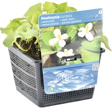 Houttuynia cordata Wasserpflanze im Korb