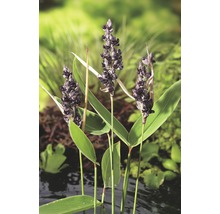 Blütenstand der Schwanenblume im Gartenteich