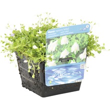 Mazus reptans Alba Wasserpflanze im Topf