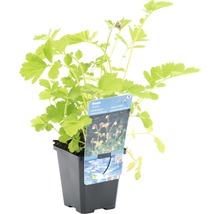 Geum Wasserpflanze im Topf
