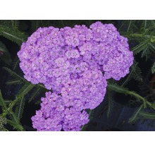 Nahaufnahme von Schafgarbeblüten