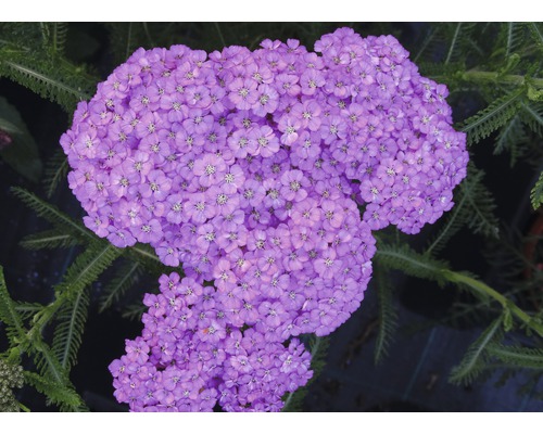 Nahaufnahme von Schafgarbeblüten