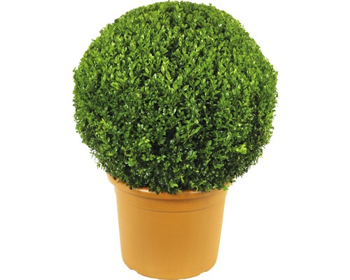 Buchsbaum Kugel FloraSelf Buxus sempervirens Durchmesser ca. 50 cm Co 15 L