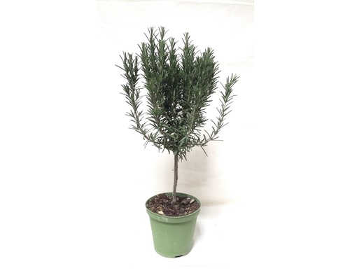 Rosmarinpflanze im Topf