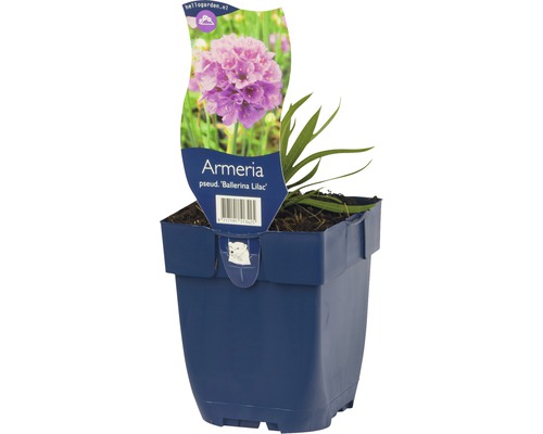 Breitblättrige Grasnelke FloraSelf Armeria pseudarmeria 'Ballerina Lilac' H 5-20 cm Co 0,5 L Breitblättrige Grasnelke FloraSelf Armeria pseudarmeria 'Ballerina Lilac' H 5-20 cm Co 0,5 L