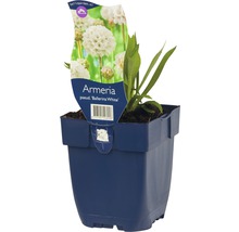 Armeria Ballerina White im Topf