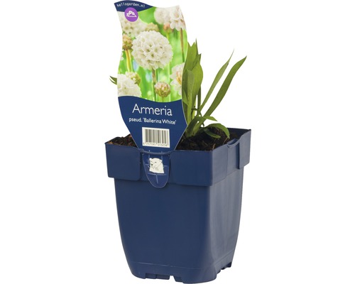 Breitblättrige Grasnelke FloraSelf Armeria pseudarmeria 'Ballerina White' H 5-20 cm Co 0,5 L Breitblättrige Grasnelke FloraSelf Armeria pseudarmeria 'Ballerina White' H 5-20 cm Co 0,5 L