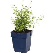 Spanische Gänseblümchen FloraSelf Erigeron karvinskianus H 5-15 cm Co 0,5 L