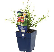 Spanische Gänseblümchen FloraSelf Erigeron karvinskianus H 5-15 cm Co 0,5 L