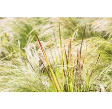 Ziergras im Gartenbeet