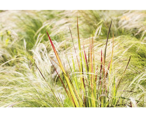 Ziergras im Gartenbeet