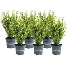 Buchsbaum-Alternative Ilex crenata 'Robustico' 10/15 cm
