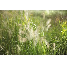 Dekoratives Ziergras im Garten