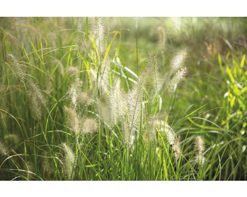 Dekoratives Ziergras im Garten