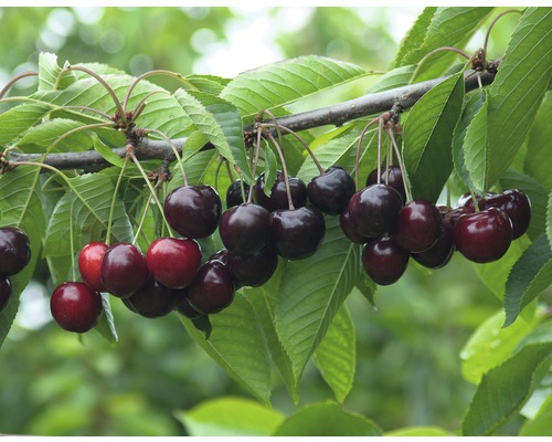 Bio Süßkirsche 'Große Schwarze Knorpelkirsche' FloraSelf Bio Prunus avium 'Große Schwarze Stammhöhe ca. 60 cm Gesamthöhe 130-150 cm Co 7,5 L Busch Kirschbaumzweig mit reifen Kirschen und grünen Blättern