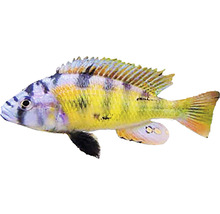 Aquarienfisch Barsch