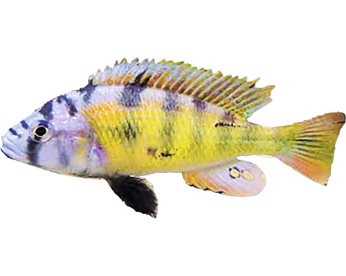 Aquarienfisch Barsch