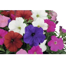 Petunien in verschiedenen Farben