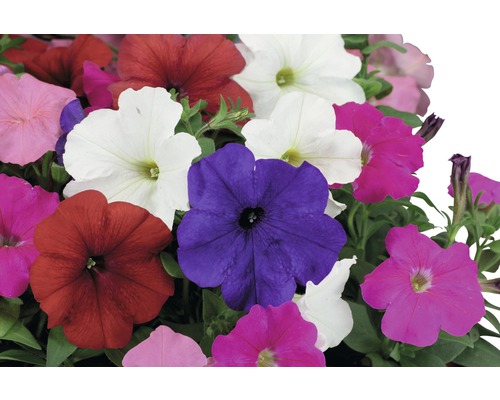 Petunien in verschiedenen Farben