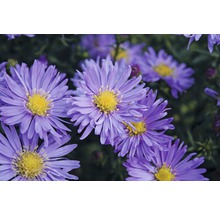 Nahaufnahme von lila Asterblüten mit gelben Blütenkörbchen