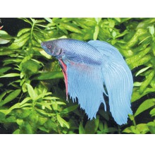 Kampffisch im Aquarium mit Pflanzen