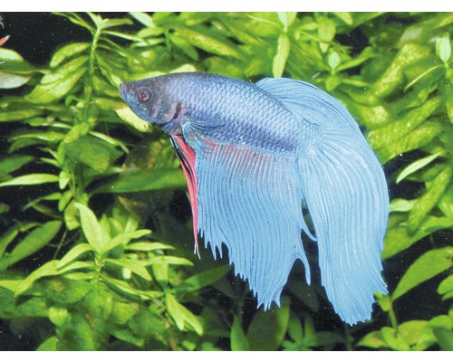 Kampffisch im Aquarium mit Pflanzen