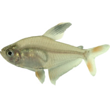 Trauermantelsalmler