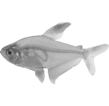 Trauermantelsalmler Fisch für Aquarien