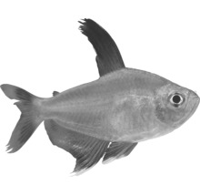 Fisch für Aquarien